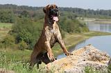 DOGUE ALLEMAND 090
